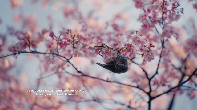 My Work Life In Tokyo