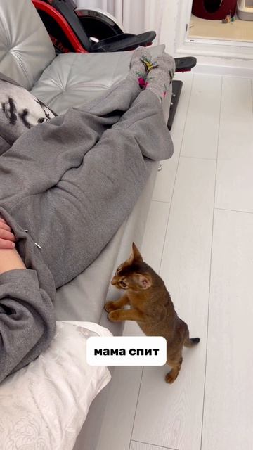 А вот и причина почему моя кошка на меня обиделась  подруга хотела оставить кошку на передержку н