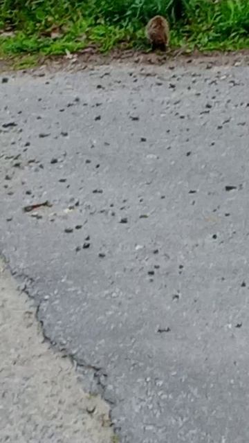 Какой-то ежик