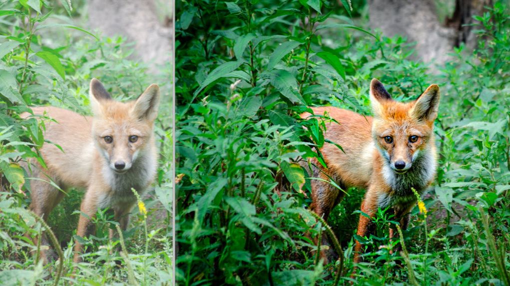 Как используя в полуавтоматическом режиме программу ON1 Photo RAW MAX обработать снимок с лисой