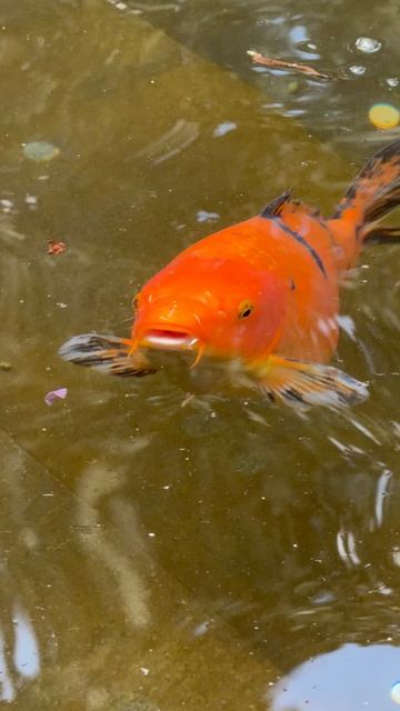 Парк Галицкого карп коя