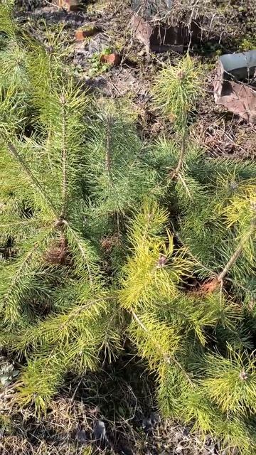 Кедры после снега