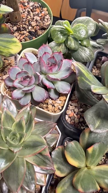Суккулентные растения Эхеверии  Echeverias. Выставка в Воронеже 25.04.2026г.  Succulent Plants