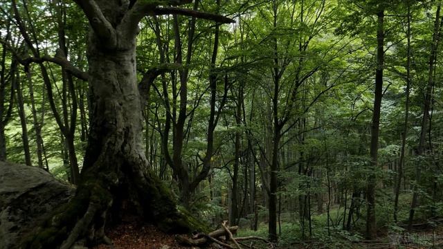 Звуки леса - твой антистресс