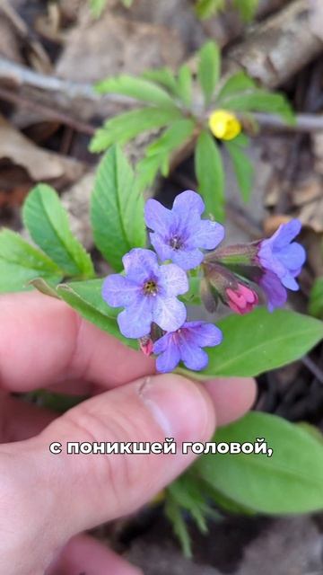 Путают медуницу и окопник