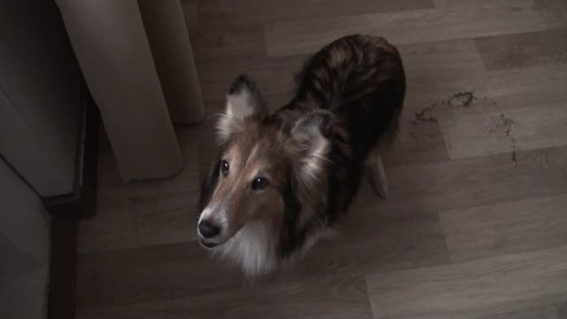 Аделунга 2026 клип