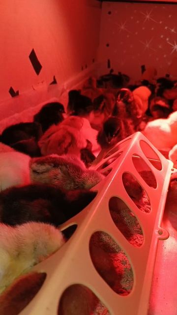 Выводок цыплят доминант