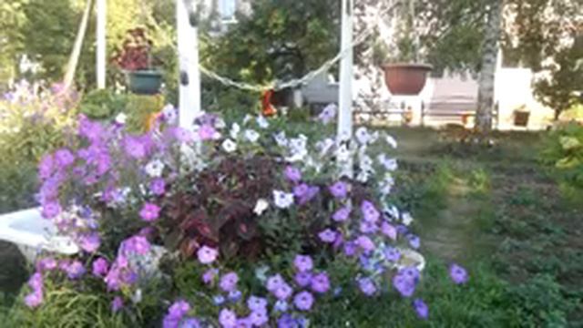 цветочный хоровод