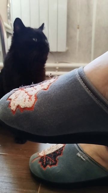 село кот черныш животные голос мысли мысливслух Cat