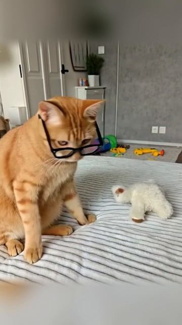 Кот Феня в Очках