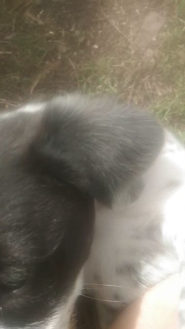 Жёсткое нападение щенка на меня