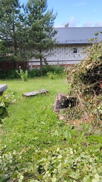 Берёзовые Веники 20250707