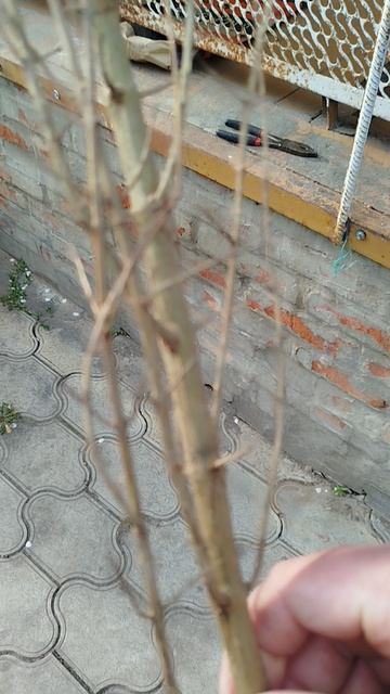 Гранат восьмой шар.