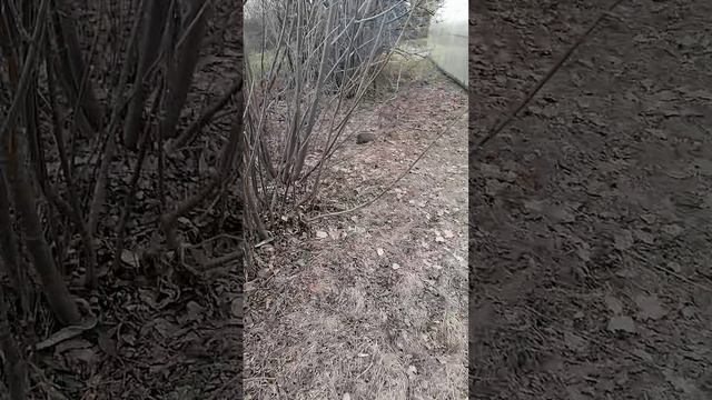 Как я показываю нашу дачу часть 1