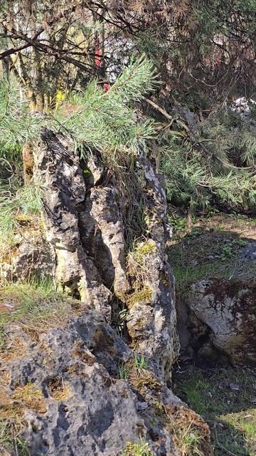 Весенний парк ХУАМИН