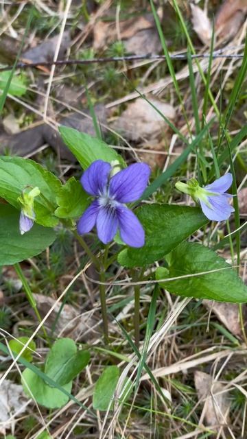 Мечты в ожидании лета и отдыха на берегу реки