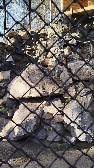 драка птиц в зоопарке 