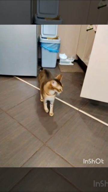 СМЕШНОЙ КОТИК