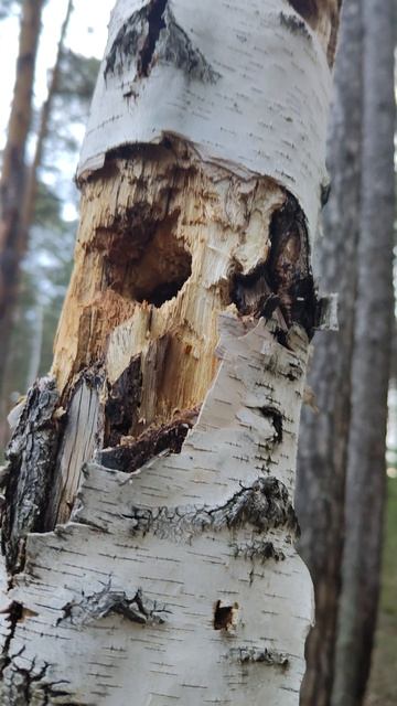 Работа дятла