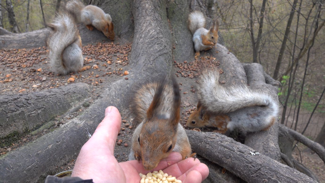 Модель и много других белок. Зарисовка