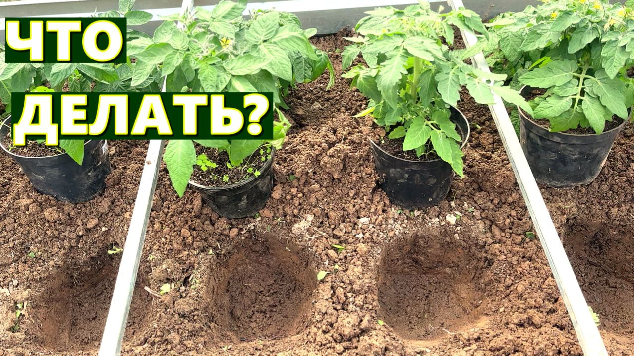 ГЛИНИСТАЯ ПОЧВА НА УЧАСТКЕ. КАК ПОЛУЧИТЬ УРОЖАЙ В ПЕРВЫЙ ГОД