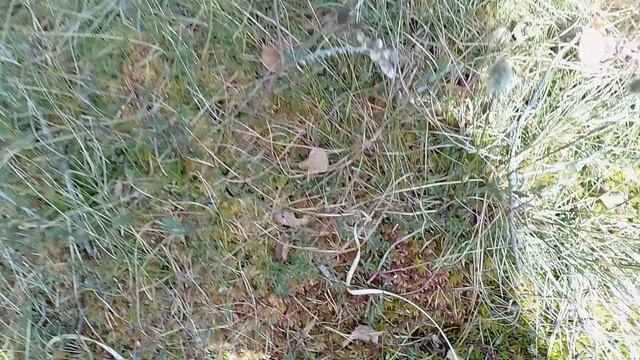 Клюква созрела 