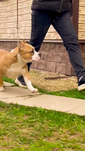 Щенки Амбулли