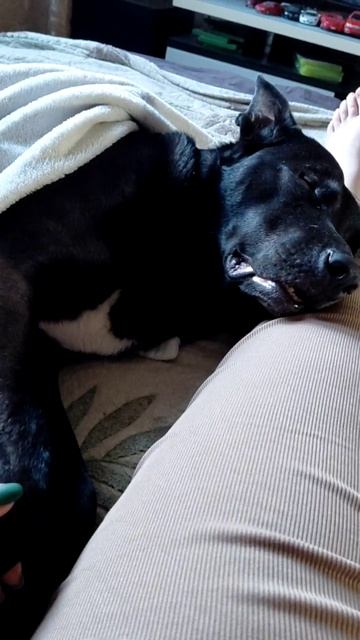 Риддик привет из дома