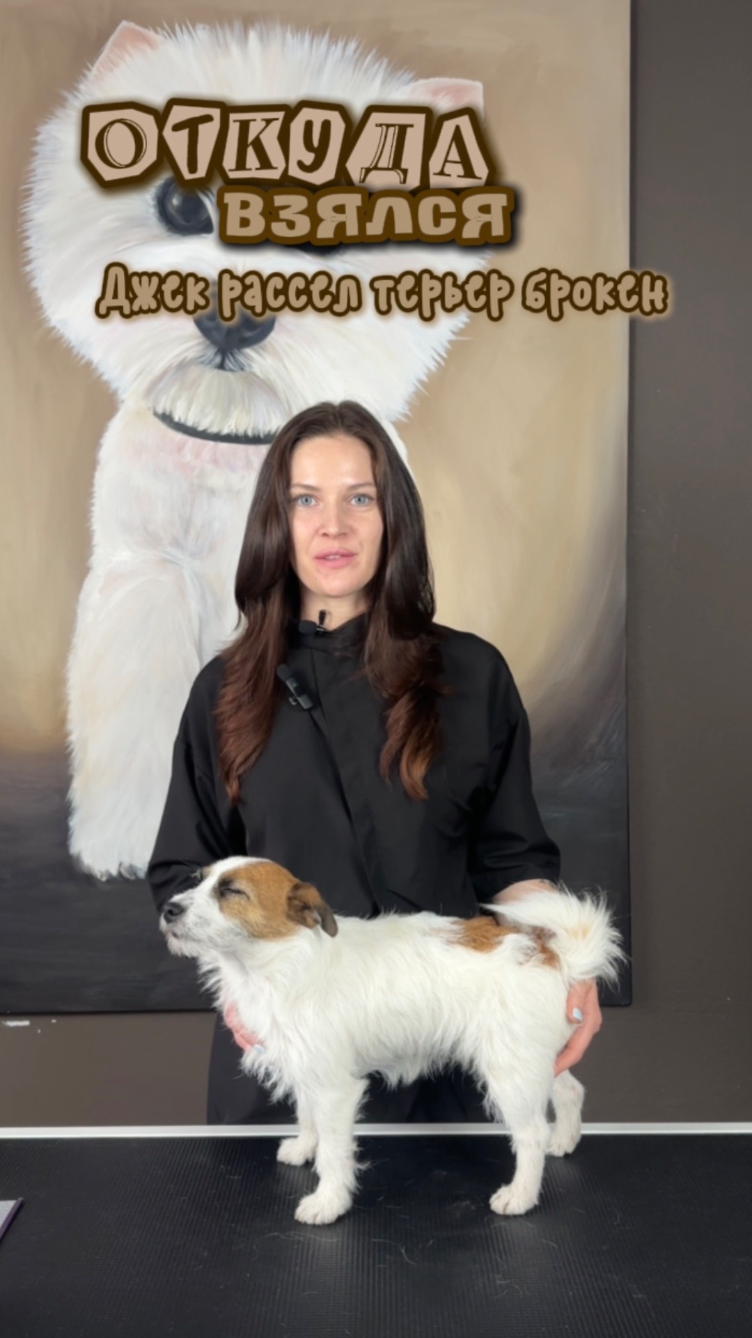 Откуда взялся джек-рассел-терьер брокен