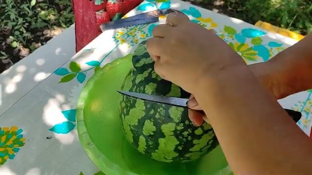 Дача 6 соток. Арбузы привитые на лагенарию.