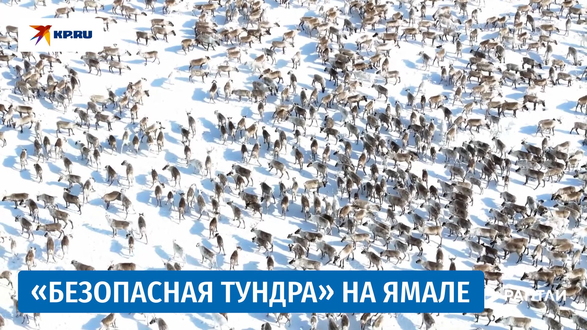 На Ямале запустили проект для отслеживания северных оленей