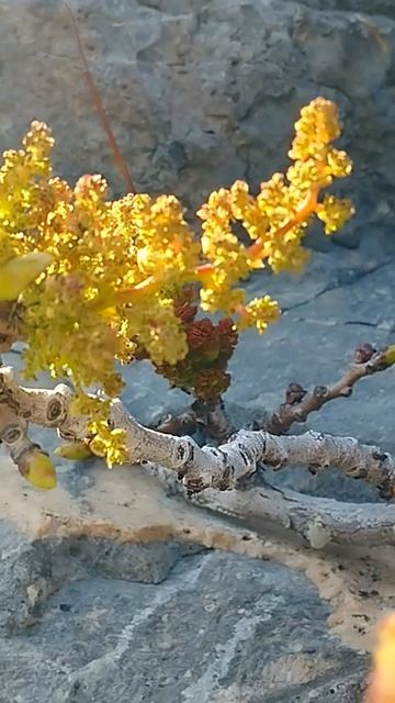 А вы видели как цветёт фисташка туполистная? Скипидарное дерево или дерево бакаут .