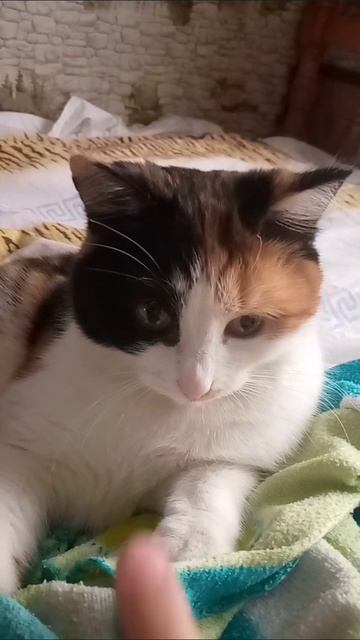 Кошка Даша не хочет чтобы её трогали кошка