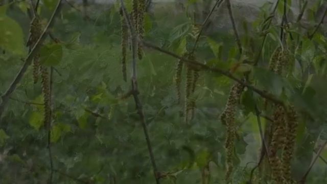 Стихи Апрельский дождик Видео Виктор Поживин 27.04.2013.