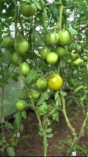 Два новых средства от фитофторы