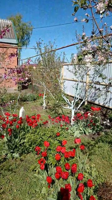 25.04.2026 год. Яблоня.