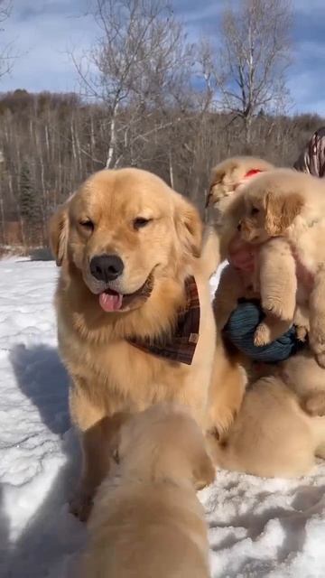 Видео от МЯУтаверс  как метавселенная но с котами