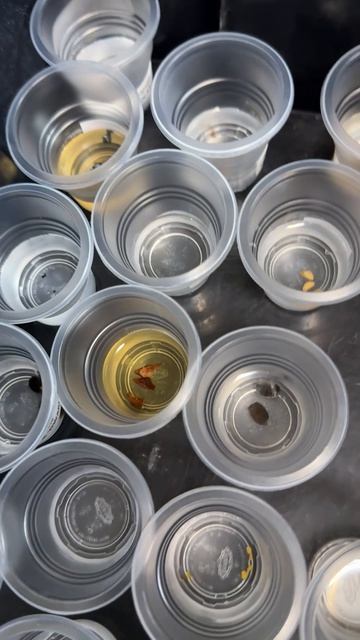 Замачивание семян. День 1