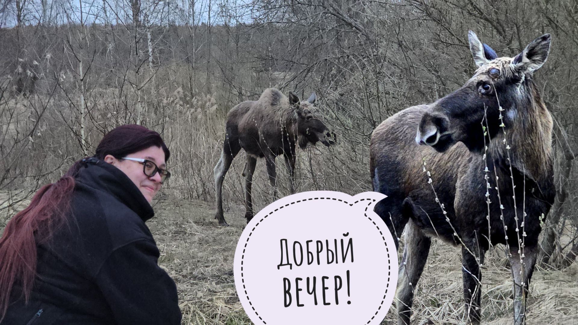 Лось Степан познакомился с Аней. И это только первая часть