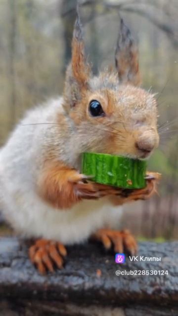 VID_20260425_180458_226.mp4