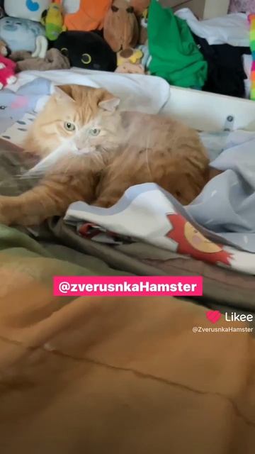 Это моё видео мой аккаунт в приложенииLikee