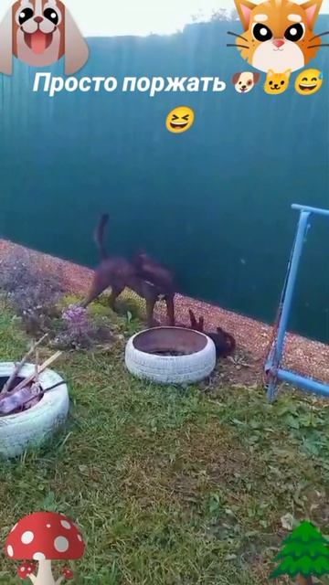 Просто поржать 🐶🐱😅