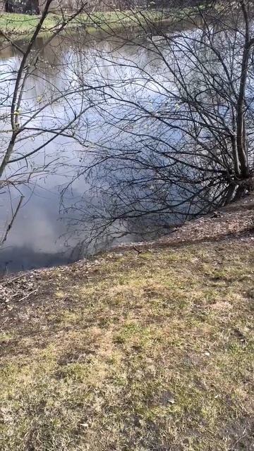 Пруд в парке