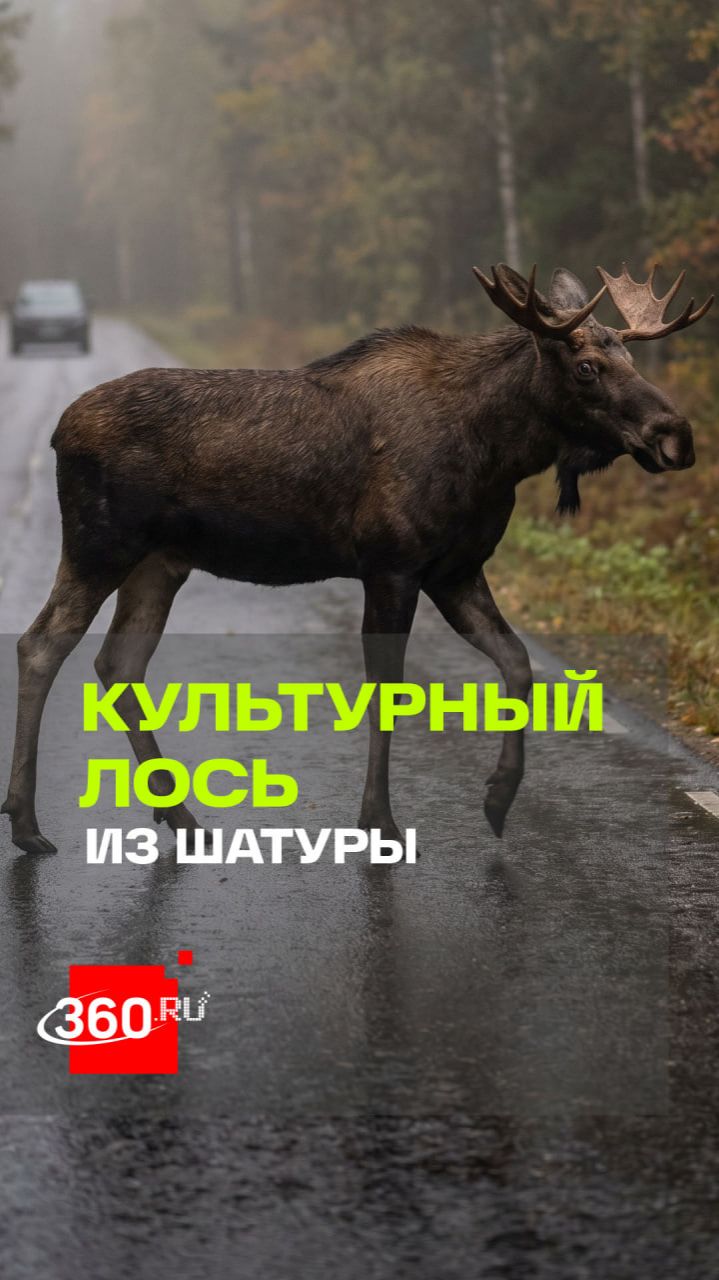 В Шатуре заметили самого культурного лося