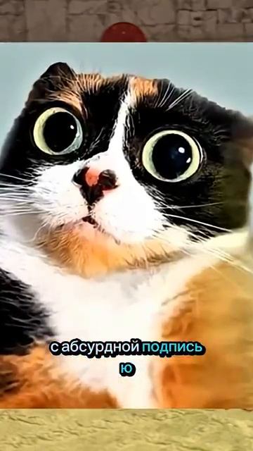 Котость откуда мем? мемы2026 мемас откудамем котость меллстрой мемытикток тиктокмемы мемы