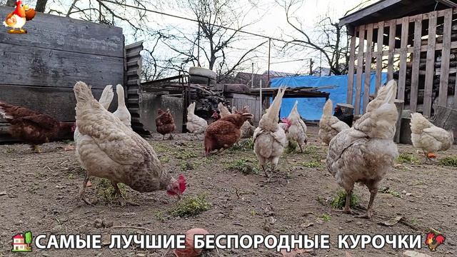 Курочки дворовые селяночки лучшие беспородные несушки  4