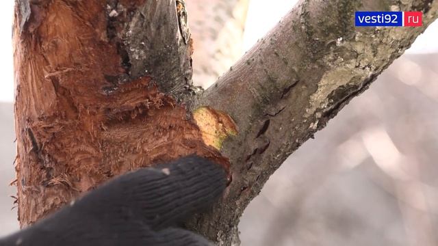 Правила весенней обработки деревьев в саду: советы агронома и эколога. Программа Сад у моря Часть2