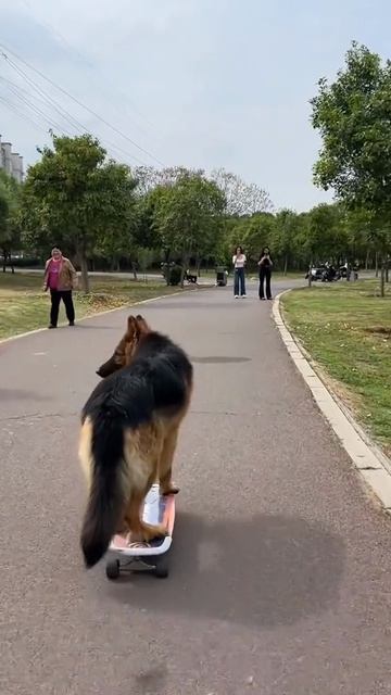 Четвероногий экстремал: пёс покоряет скейт!