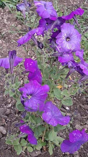 Рустави в сиреневых тонах 24.04.2026