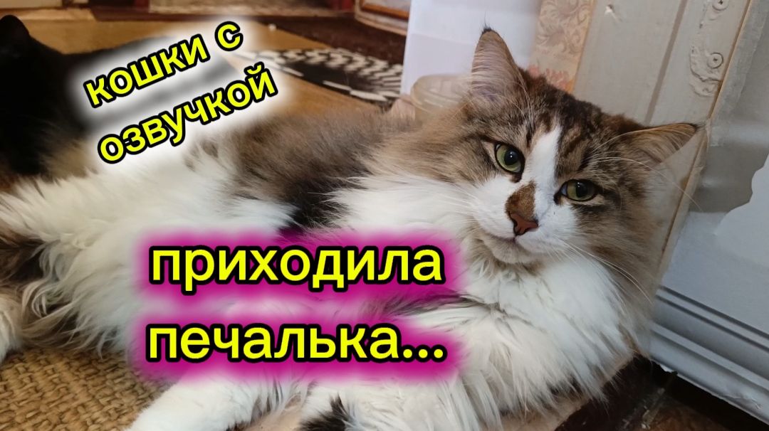 КОШКИ С ОЗВУЧКОЙ.